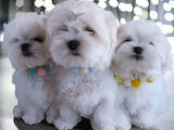 Собаки, щенки Мальтийская болонка, цена 60000 Грн., Фото
