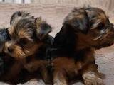 Собаки, щенята Йоркширський тер'єр, ціна 5000 Грн., Фото