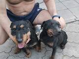 Собаки, щенята Ягдтер'єр, ціна 1300 Грн., Фото
