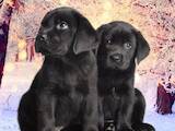 Собаки, щенята Лабрадор ретрівер, ціна 8500 Грн., Фото