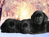 Собаки, щенки Лабрадор ретривер, цена 8500 Грн., Фото