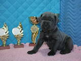 Собаки, щенята Кане Корсо, ціна 50000 Грн., Фото