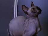 Кошки, котята Канадский сфинкс, цена 12000 Грн., Фото