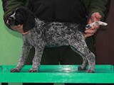 Собаки, щенки Немецкая жесткошерстная легавая, цена 5000 Грн., Фото