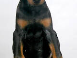 Собаки, щенята Доберман, ціна 7500 Грн., Фото