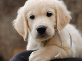 Собаки, щенки Золотистый ретривер, цена 17000 Грн., Фото