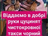 Собаки, щенки Гладкошерстная такса, цена 1500 Грн., Фото