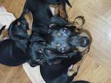 Собаки, щенки Гладкошерстная такса, цена 1500 Грн., Фото