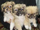 Собаки, щенята Пекінес, ціна 2500 Грн., Фото