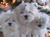 Собаки, щенки Мальтийская болонка, цена 60000 Грн., Фото