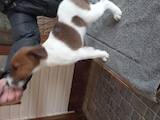 Собаки, щенята Гладкошерста фокстер'єр, ціна 6000 Грн., Фото