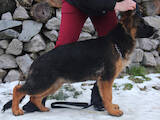 Собаки, щенята Німецька вівчарка, ціна 15000 Грн., Фото