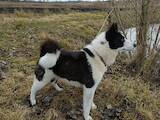 Собаки, щенята Російсько-Європейська лайка, ціна 12000 Грн., Фото