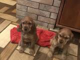 Собаки, щенята Англійський коккер, ціна 3200 Грн., Фото
