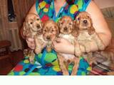Собаки, щенята Англійський коккер, ціна 3200 Грн., Фото