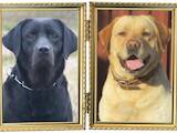 Собаки, щенки Лабрадор ретривер, цена 7500 Грн., Фото