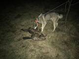 Собаки, щенки Западно-Сибирская лайка, цена 3000 Грн., Фото