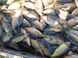 Рыбное хозяйство Рыба живая, мальки, цена 160 Грн., Фото