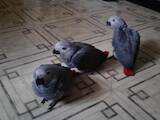 Папуги й птахи Папуги, ціна 950 Грн., Фото