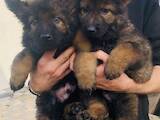 Собаки, щенки Немецкая овчарка, цена 5000 Грн., Фото