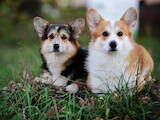 Собаки, щенята Вельш коргі пемброк, ціна 17000 Грн., Фото