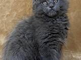 Кошки, котята Мэйн-кун, цена 12000 Грн., Фото