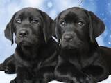 Собаки, щенята Лабрадор ретрівер, ціна 7000 Грн., Фото
