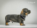 Собаки, щенки Жесткошерстная такса, цена 13000 Грн., Фото