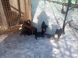 Собаки, щенки Русско-Европейская лайка, цена 6000 Грн., Фото