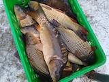 Рыбное хозяйство Рыба живая, мальки, цена 78 Грн., Фото