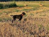Собаки, щенята Німецька жорсткошерста лягава, ціна 22800 Грн., Фото