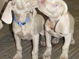 Собаки, щенки Веймарская легавая, цена 40000 Грн., Фото