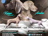 Собаки, щенки Веймарская легавая, цена 40000 Грн., Фото