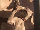 Собаки, щенята Веймарська лягава, ціна 40000 Грн., Фото