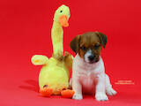 Собаки, щенята Джек Рассел тер'єр, ціна 40000 Грн., Фото