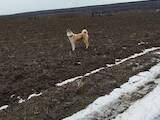 Собаки, щенята Західно-Сибірська лайка, ціна 15000 Грн., Фото