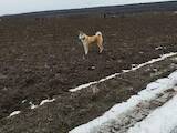 Собаки, щенки Западно-Сибирская лайка, цена 15000 Грн., Фото