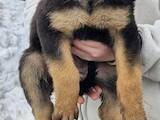 Собаки, щенята Німецька вівчарка, ціна 1500 Грн., Фото