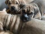Собаки, щенки Мальоркский бульдог (Ка Де Бо), цена 18000 Грн., Фото