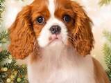 Собаки, щенки Кавалер-Кинг-Чарльз спаниель, цена 22000 Грн., Фото