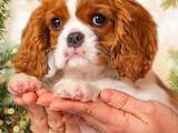 Собаки, щенки Кавалер-Кинг-Чарльз спаниель, цена 22000 Грн., Фото