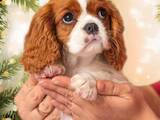 Собаки, щенята Кавалер-кинг-чарльз спаніель, ціна 22000 Грн., Фото
