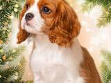 Собаки, щенята Кавалер-кинг-чарльз спаніель, ціна 22000 Грн., Фото