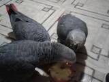 Папуги й птахи Папуги, ціна 900 Грн., Фото