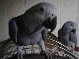 Папуги й птахи Папуги, ціна 900 Грн., Фото