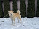 Собаки, щенки Западно-Сибирская лайка, цена 3500 Грн., Фото