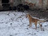 Собаки, щенки Эстонская гончая, цена 3800 Грн., Фото