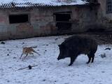 Собаки, щенята Естонський гончак, ціна 3800 Грн., Фото