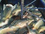 Рибне господарство Риба жива, мальки, ціна 90 Грн., Фото