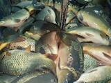 Рибне господарство Риба жива, мальки, ціна 90 Грн., Фото